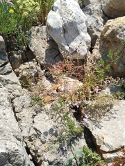 Limonium cancellatum