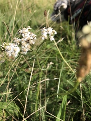 Achillea millefolium
