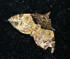 Chrysolarentia phaedra