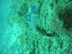 Clavelina meridionalis