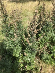 Artemisia vulgaris