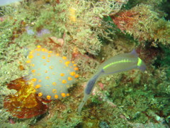 Polycitor giganteus