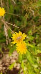 Calocoris roseomaculatus