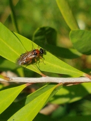 Athalia rosae