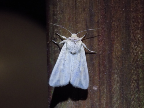Adjutant Wainscot photo 5
