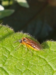 Athalia rosae