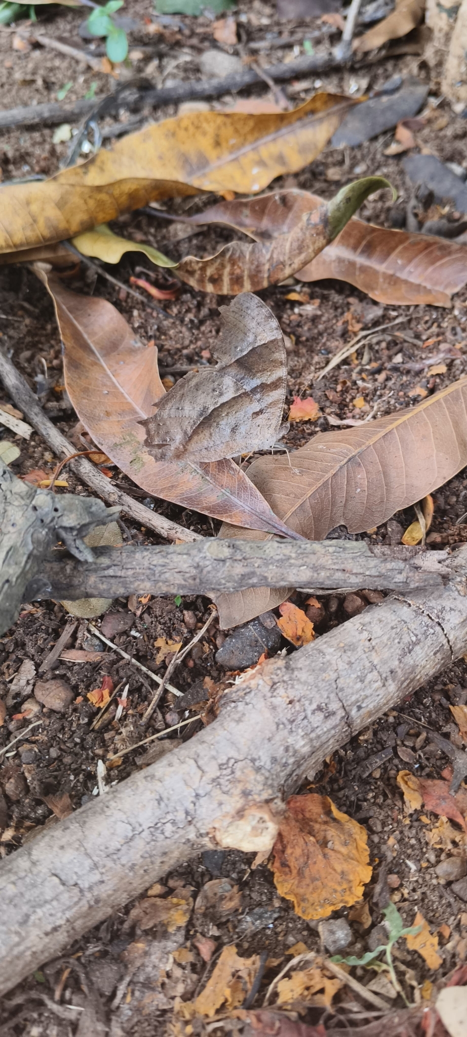 Common Evening Brown