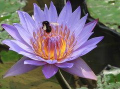 Bombus eximius