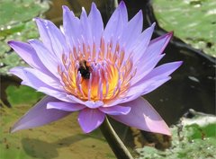 Bombus eximius