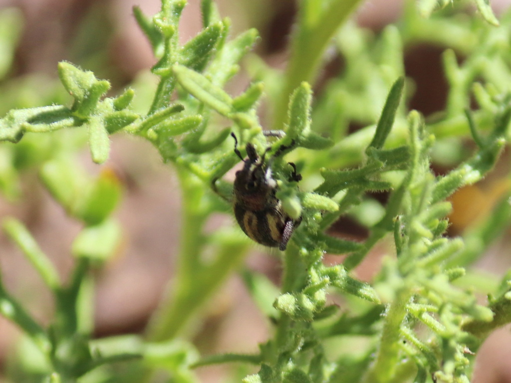 Trichocyphus formosus