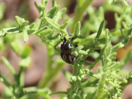 Trichocyphus formosus