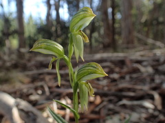 Pterostylis viriosa