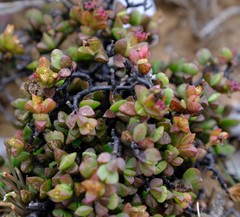 Ruschia leptocalyx