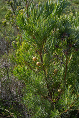 Leucadendron floridum