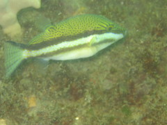 Canthigaster callisterna