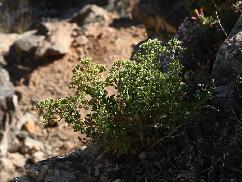 Xerotia