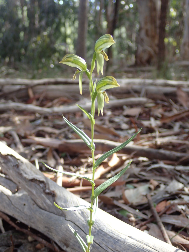 Adelaide Hills banded greenhood