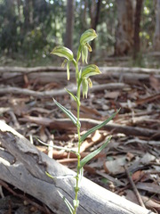 Pterostylis viriosa