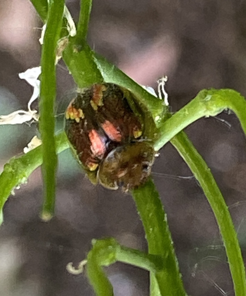 Tasmanian Eucalyptus Beetle