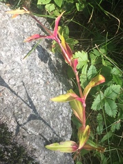 Saponaria officinalis