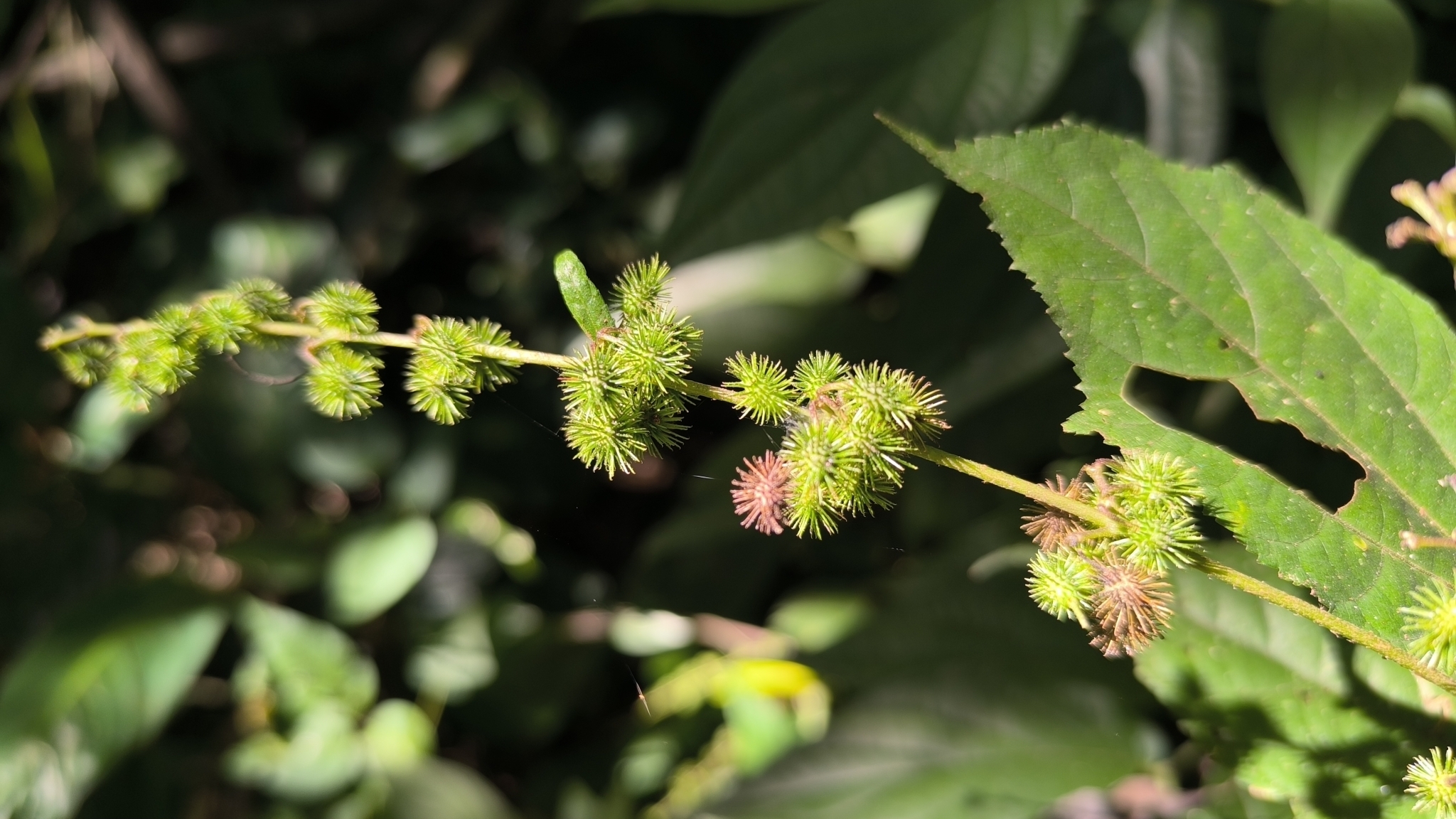 Triumfetta semitriloba