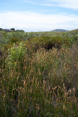 Leucadendron floridum