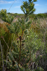 Leucadendron floridum