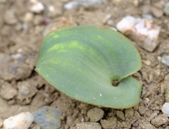 Eriospermum pubescens