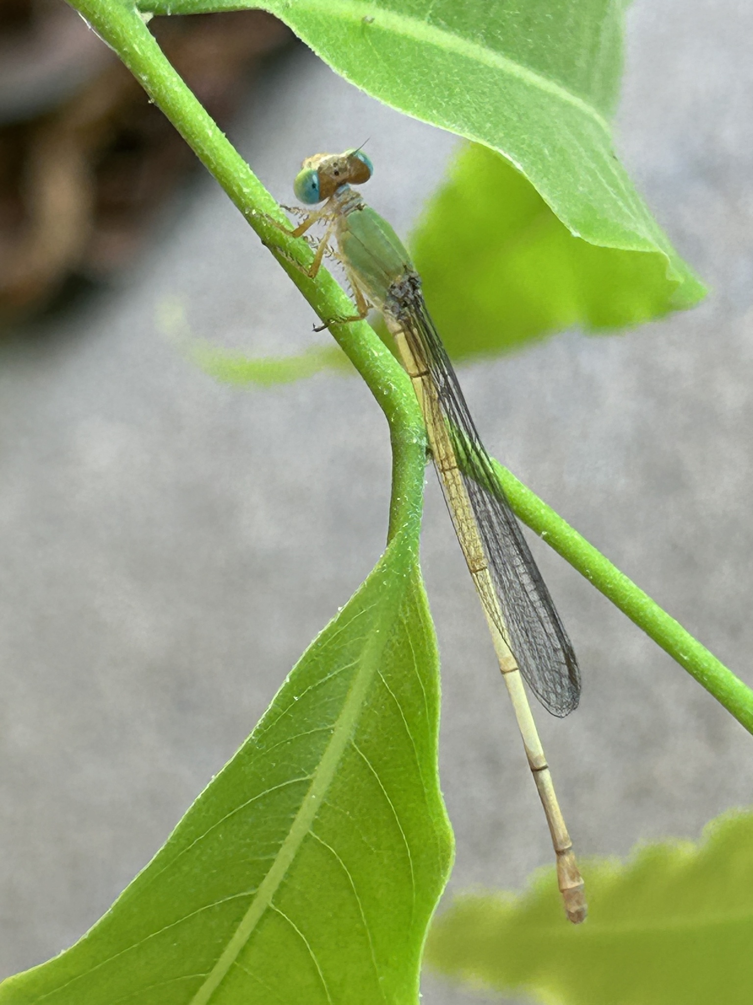 Coromandel Marsh Dart