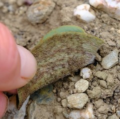 Eriospermum pubescens