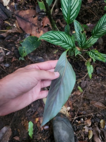 Foto de Maranta-zebrada
