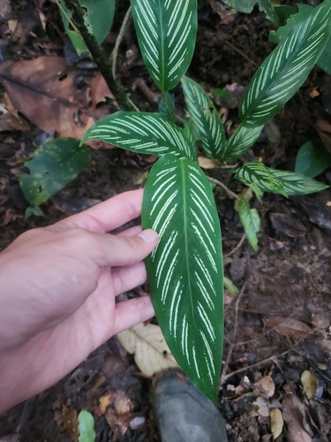 Foto de Maranta-zebrada