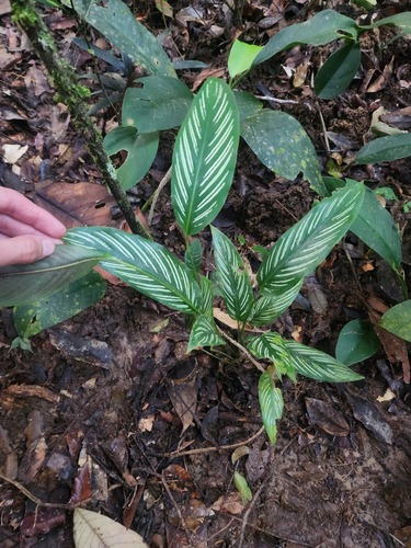 Foto de Maranta-zebrada