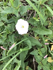 Convolvulus arvensis