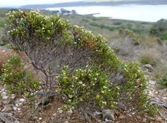Diosma passerinoides