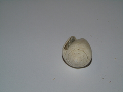 Conus ventricosus