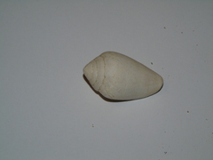 Conus ventricosus