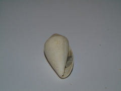 Conus ventricosus