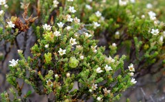 Diosma passerinoides
