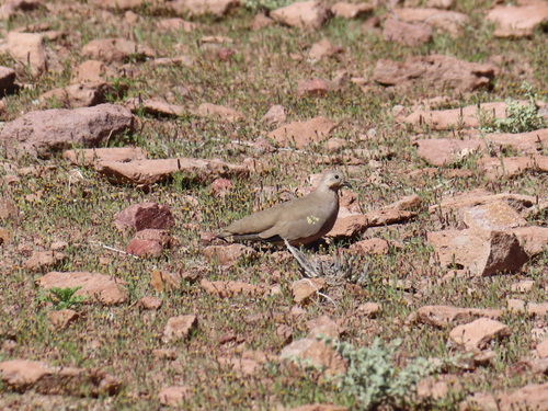 Golden-spotted Ground Dove (Metriopelia aymara), photo 6