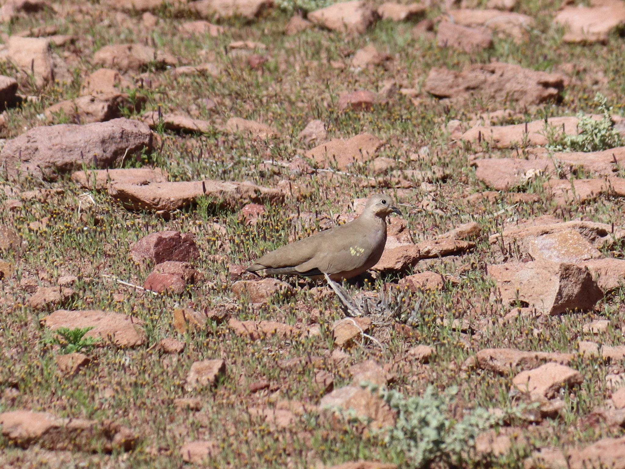 Golden-spotted Ground Dove (Metriopelia aymara), photo 6