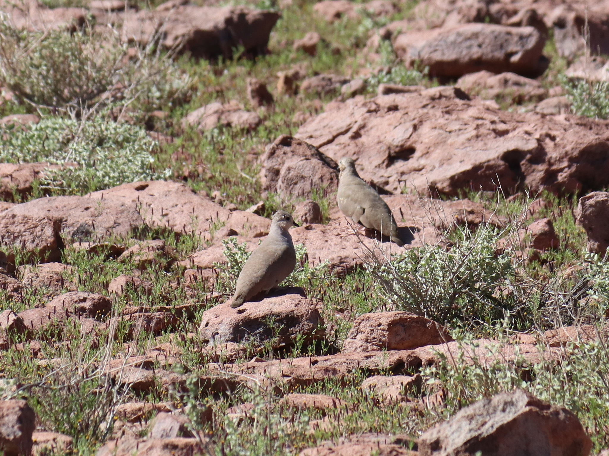 Golden-spotted Ground Dove (Metriopelia aymara), photo 7