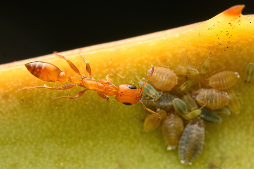 阿帕奇伪切叶蚁Pseudomyrmex apache