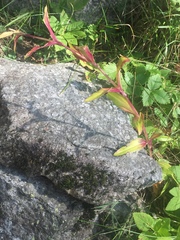 Saponaria officinalis