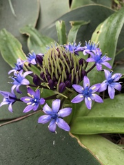Scilla peruviana