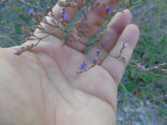 Limonium brevipetiolatum