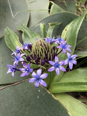 Scilla peruviana