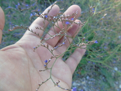 Limonium brevipetiolatum