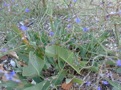 Limonium brevipetiolatum