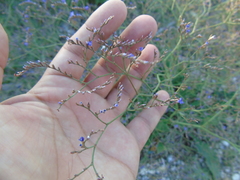 Limonium brevipetiolatum
